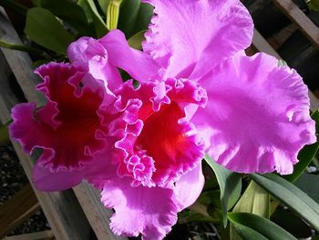 Close-up of pink flowers