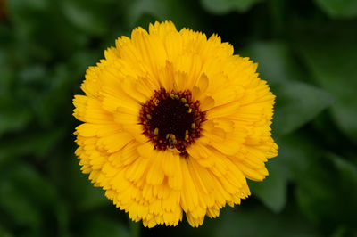 Close-up of yellow flower