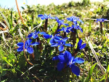 Close-up of purple flowers blooming on field