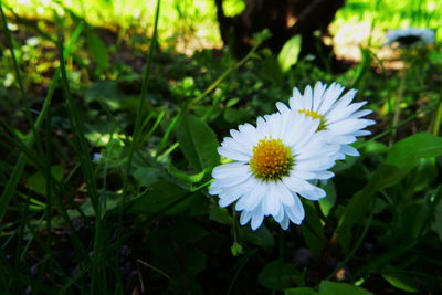 Close-up of white daisy flower