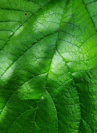 Full frame shot of leaf