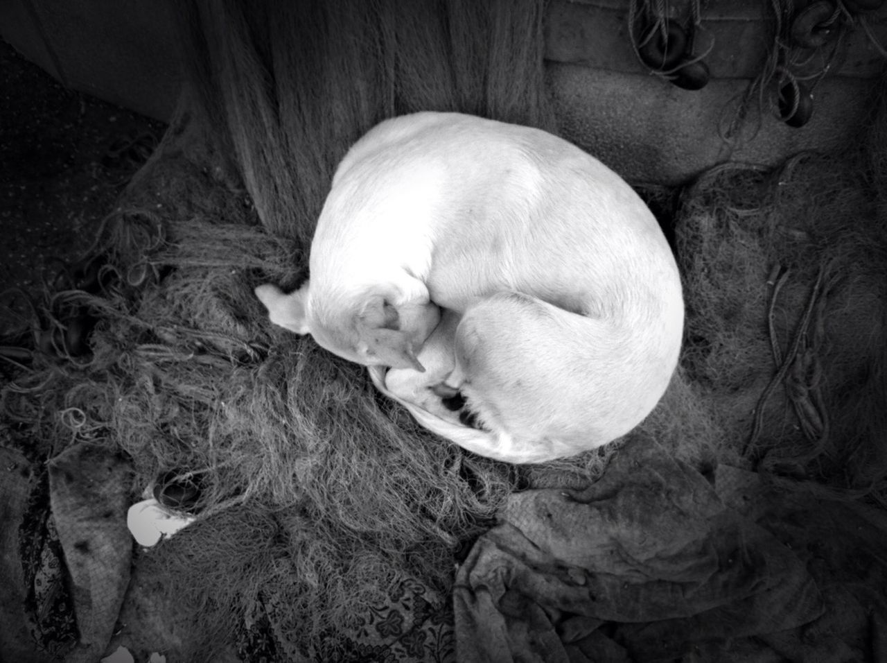 animal themes, high angle view, sleeping, relaxation, lying down, childhood, resting, mammal, dog, one animal, cute, indoors, close-up, eyes closed, domestic animals, baby, field, day