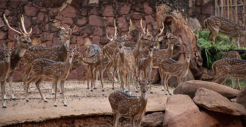 Herd deer that gather in the zoo.many deer are standing and looking at camera.