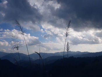 Silhouette plants on land against sky