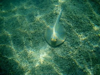 Fish swimming in sea