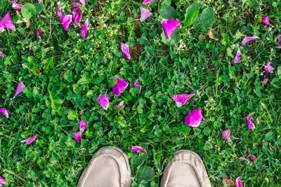 Low section of person standing on pink flowering plants