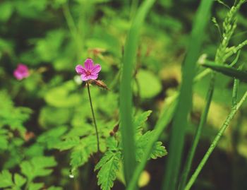 Close-up of pink flowers