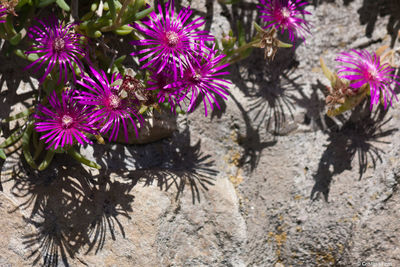 Close-up of pink flowers