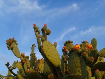 Detail shot of cactus plants against blue sky