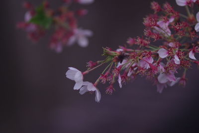 Close-up of pink cherry blossom