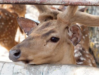 Close-up of deer