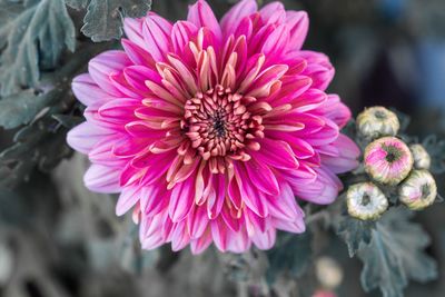 Close-up of pink dahlia