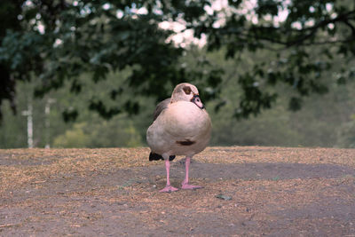 Bird perching on a field
