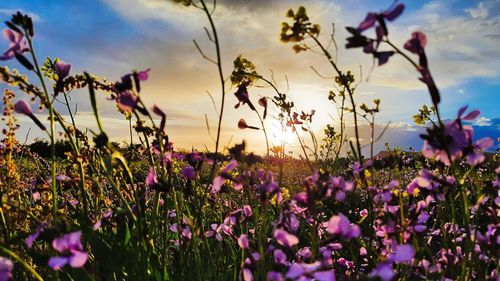 Close-up of purple flowering plants on field against sky