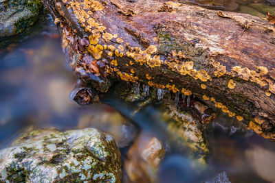 Close-up of moss on rock