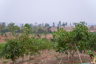 Plants growing on field against sky