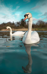 Swan swimming in lake