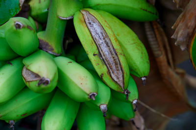Close-up of bananas
