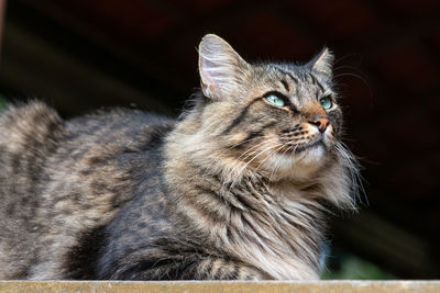 Close-up of cat looking away
