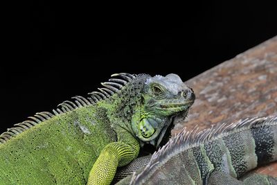 Close-up of a lizard