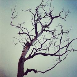 bare tree