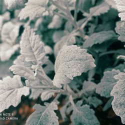 frost