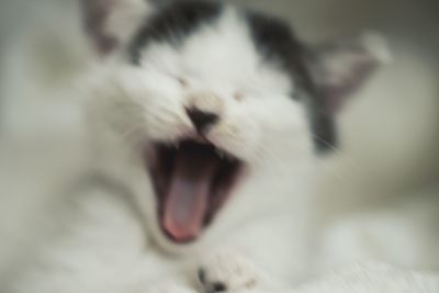 Close-up of cat yawning