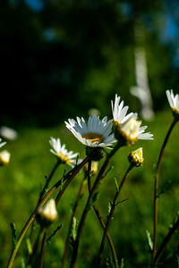 Close-up of white flowering plant on field