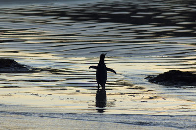 Silhouette bird on sea shore