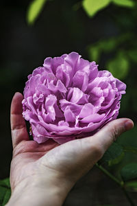 Close-up of hand holding purple flower