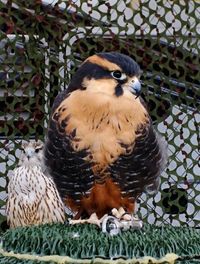 Close-up portrait of a bird