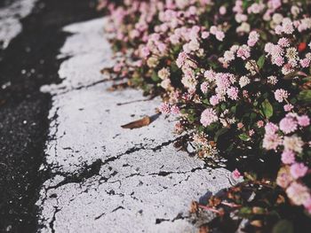 High angle view of pink flowers on roadside