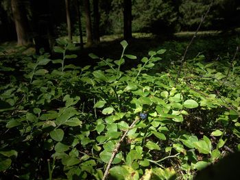 Close-up of fresh green plants in forest