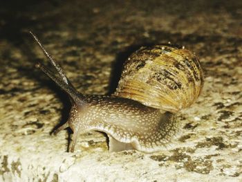 Close-up of snail