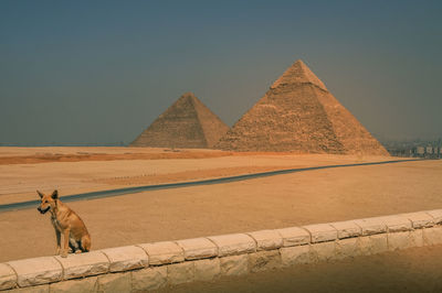 Stray dog on retaining wall against pyramids