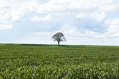 Scenic view of agricultural field against sky