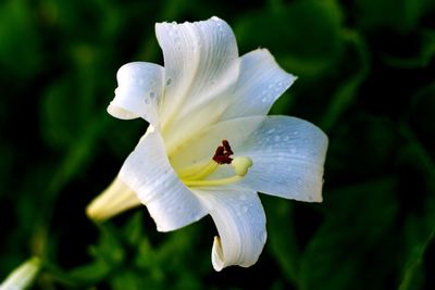 Close-up of white flowering plant