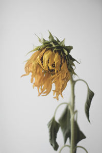 Close-up of wilted plant against white background