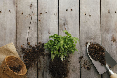 High angle view of vegetables on table