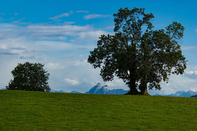Trees on field against sky