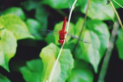 Close-up of insect on leaf