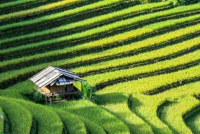 Scenic view of agricultural field