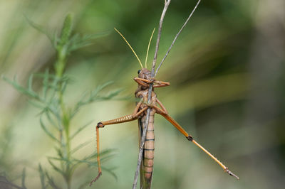 Close-up of dragonfly on plant