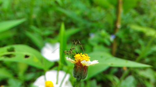 Close-up of insect on yellow flower