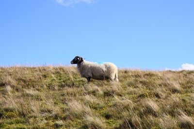 Sheep on grassy field against sky at cumbria