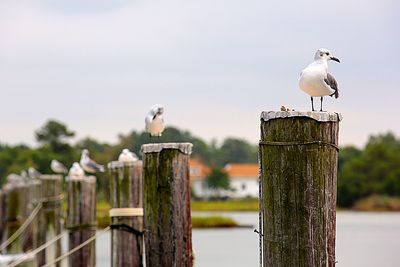 Seagull perching on wooden post against sky
