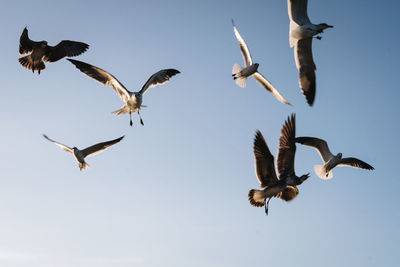 Low angle view of seagulls flying