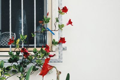 Close-up of red roses in vase