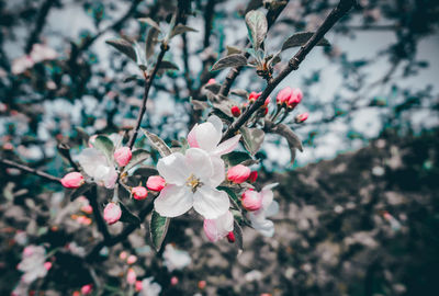 Close-up of cherry blossoms in spring