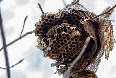 Low angle view of bee on leaf against blurred background